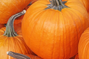 Close up of harvested bright orange Pumpkins 
