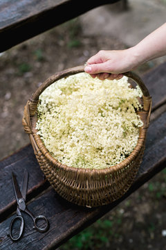 Woman holding basket full of just picked elderflower