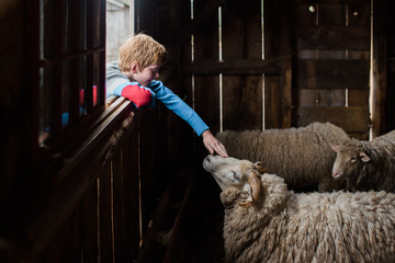 Boy petting sheep