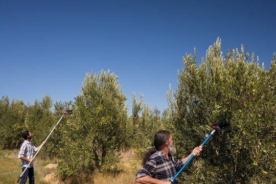 Men using olive picking tool while harvesting - Powered by Adobe