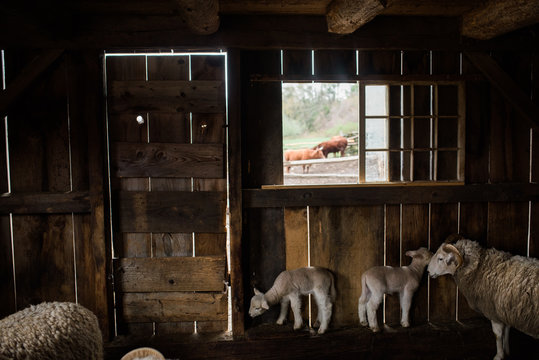 sheep in shed