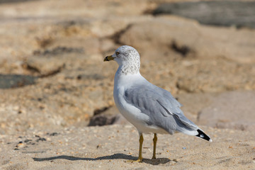 Sea Gull on Jetty