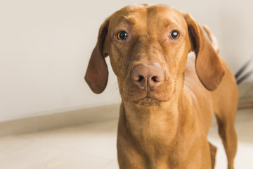 Studio portrait of a brown hungarian vizsla