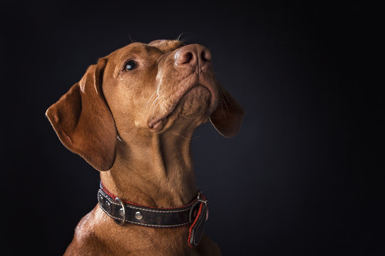 Studio portrait of a brown hungarian vizsla