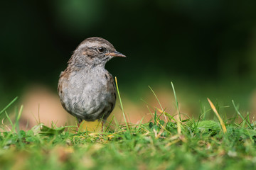 Dunnock, Prunella modularis
