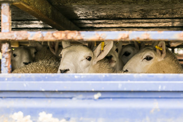 Sheep in transportation truck