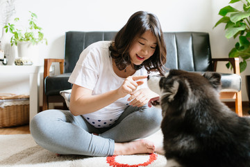 Pregnant young woman with her Alaskan malamute
