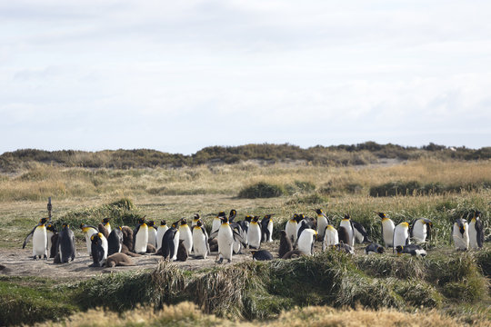 King Penguin colony with juveniles on Tierra del Fuego in Chilean Patagonia