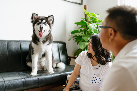 Pregnant young woman with her husband and Alaskan malamute