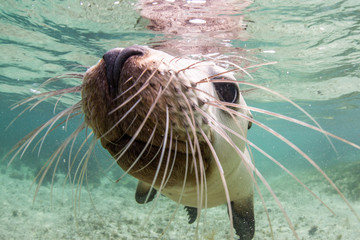 Australian Sealion swimming in shallow waters