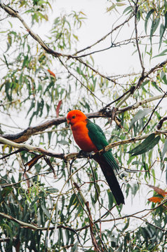 King Parrot perched in a gumtree