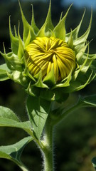 Budding Sunflower