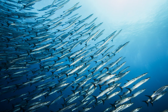 Diving with school of barracuda