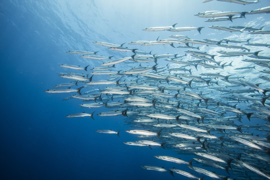 Diving with school of barracuda