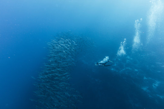 Diving with school of barracuda