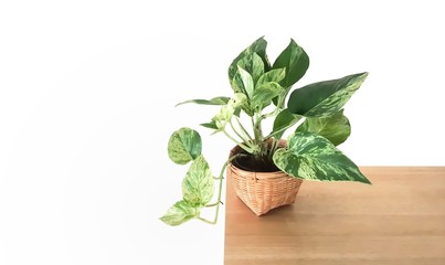 Golden pothos  in the basket .Epipremnum aureum in pot isolated on white background  ,Drevi's ivy with copy space.
