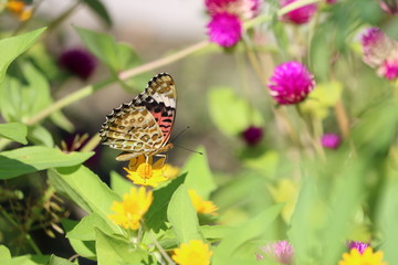 秋の花　ツマグロヒョウモン