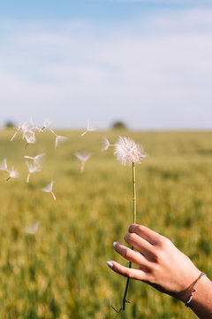 Detail of hand with a dandelion