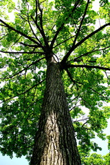 Fototapeta premium lake shikotsu in summer&tree