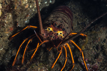 Lobster peeking out from under rock