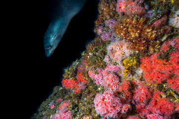 Seal watching Underwater photographer