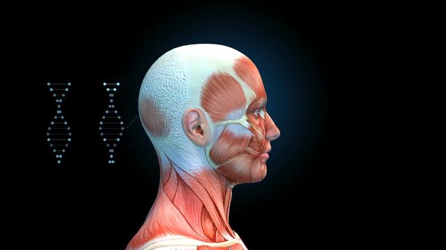 Male Head Muscles with DNA Symbols on Black Background, Human Muscular System Model Rotating, loop, 3D animation
