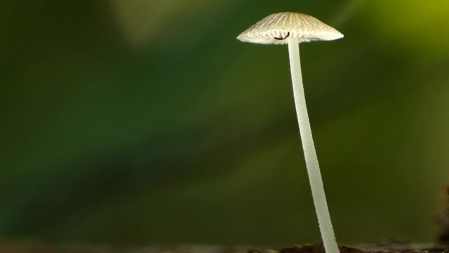 Close up of a small fungi mushroom toadstool