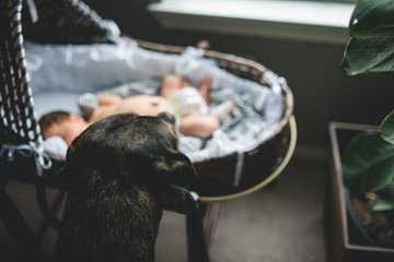 Dog inspecting new arrival in moses basket