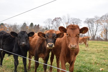 Three Cows in a Field