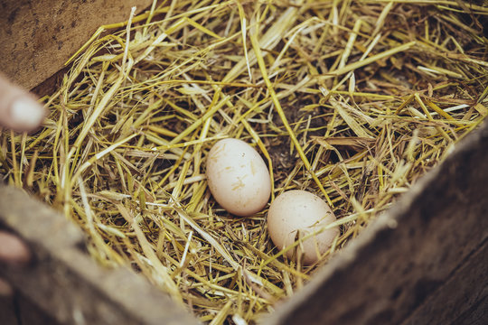 Organic eggs