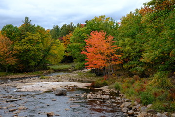 Fall colors