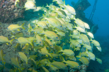 Fototapeta na wymiar Schooling fish on a wreck in Key West.