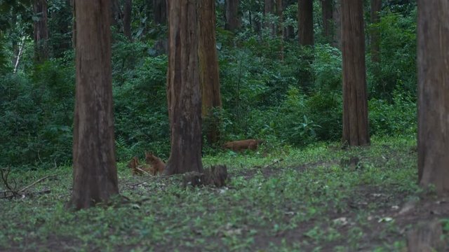 A pack of Asiatic wild dogs(Dhole), commonly  native to Central, South, and Southeast Asia.