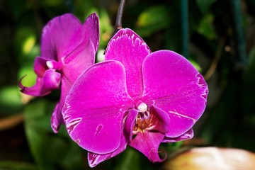 Vivid Saturated Orchid Flower 