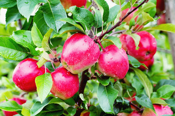 Gloster apple tree branch with apple after rain