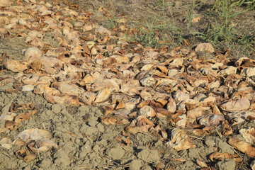 Heaps of rotting watermelons. Peel of melon. An abandoned field of watermelons and melons. Rotten watermelons. Remains of the harvest of melons. Rotting vegetables on the field.