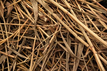 dry reeds