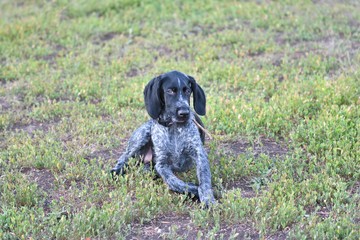 Hunting dog breed German Wirehaired pointer