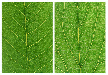 Green leaf backgrounds patterns