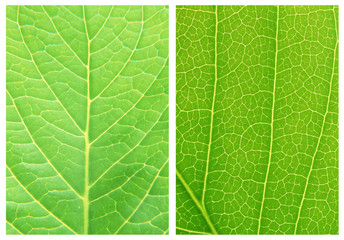 Green leaf backgrounds patterns