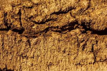 Texture of the bark of a tree.