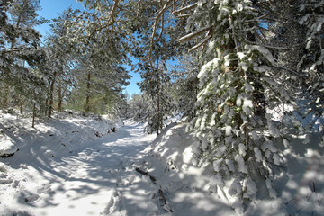 Snowy Path In The Etna Park, Sicily