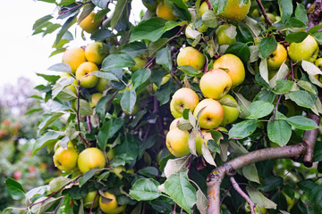 Telisaare apple tree branches  with fruits in a garden after rain