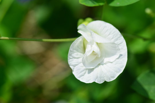 White Butterfly Pea flower.