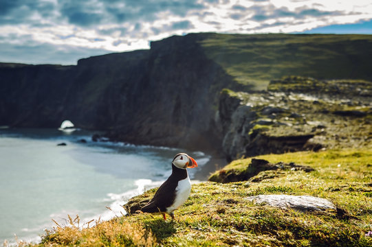 Fratercula Arctica - Sea Birds From The Order Of Charadriiformes. Puffin On Rocky Coast Of Iceland.