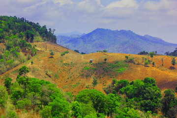 cession or encroachment of trees into a clearing