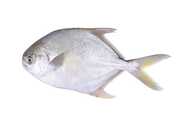 Fresh pomfret isolated on the white background.