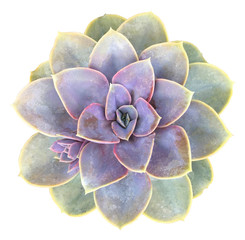 Perle Von Nurnberg Succulent