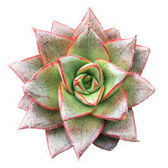 Echeveria Chinesis Succulent