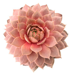 Supervivum Succulent